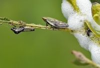 schuimbeestje (Philaenus spumarius) 5089